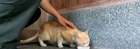 『3年間外で頑張ってきた野良猫』が保護された結果…想像もできなかっ…