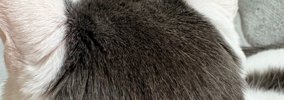 白い体に黒い模様が入った猫→『後頭部』を見ると…可愛すぎる光景に２…