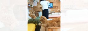 『情報量多すぎ』猫カフェにカップルが来店した日の様子が…→笑撃の光…