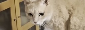 息子の部屋で『帰りを待っていた猫』…帰宅した直後に見せた『可愛すぎ…