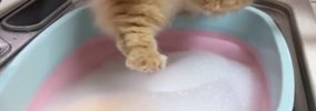 猫を『泡風呂』に入れてシャンプーした結果…4800万再生された『尊すぎ…