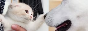 子猫を迎えて5年、優しい先住犬たちに育てられた結果…尊すぎる『成長…