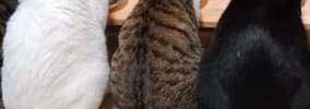 ごはんを食べる4匹の猫→『しっぽ』に注目すると…まさかの光景に「すご…