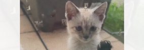 突然『家のなかを覗き込んできた子猫』→ドアを開けて外に出てみたら……