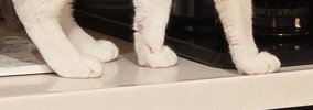 ササミを茹でた後、鍋を置いて冷ましていたら→『猫』が近付いてきて……