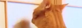 今まで障子を破っていた猫→『プラスチック製』に変わった結果…『可愛…