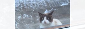 『－10℃の極寒』毎日来ていた猫が急に現れなくなって7日後…まさかの光…