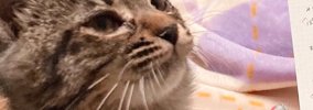猫をお迎えして1週間、『名前』が全然決まらなくて…『候補を書いた紙…