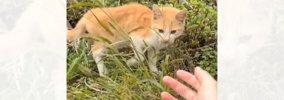 草むらでさまよう『やせ細った野良猫』に手を差し出してみたら…涙あふ…