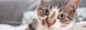 猫が飼い主に『体を預けてくる』ときの心理5つ　寄りかかる理由や愛猫…