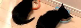 並んでご飯を食べていた２匹の赤ちゃん猫→７年たった結果…『まさかの…