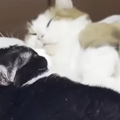 仲良くいっしょに寝ていた猫夫婦→2匹の『おてて』を見ると…とんでもなく尊い光景に「ひえぇ～～幸せ」「涙が出てくる」と悶絶する人が続出