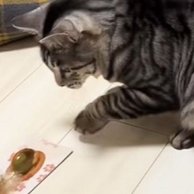 出しすぎちゃった猫 おもちゃを持って行った猫→前が見えなくなって…『可愛すぎる