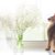 猫がかすみ草を食べちゃった！中毒症状はある？食べていい草・ダメな草の境界線【獣医師執筆】