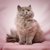 【獣医師監修】ブリティッシュロングヘアは飼いやすい？猫種の性格や飼う前の注意点・価格相場まで徹底解説