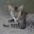 【獣医師監修】アメリカンキューダってどんな猫？猫種の性格や飼う前の注意点・価格相場まで徹底解説