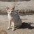 【獣医師監修】アラビアンマウは飼いやすい？猫種の性格や飼う前の注意点・価格相場まで徹底解説