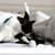 かゆみが猫の性格を変える？「皮膚」と「心」の不思議なつながりについて【獣医師執筆】