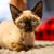 【獣医師監修】デボンレックスは飼いやすい？猫種の性格や飼う前の注意点・価格相場まで徹底解説