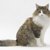 【獣医師監修】ノルウェージャンフォレストキャットってどんな猫？特徴や性格から飼う前の注意点・価格相場まで徹底解説