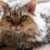 【獣医師監修】セルカークレックスってどんな猫？特徴や性格から飼う前の注意点・価格相場まで徹底解説