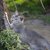 【獣医師監修】セイロンキャットってどんな猫？特徴や性格から飼う前の注意点・価格相場まで徹底解説
