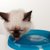 水以外で猫に飲ませても大丈夫な飲み物５つ