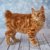【獣医師監修】アメリカンボブテイルってどんな猫？特徴や性格から飼う前の注意点・価格相場まで徹底解説