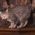 ピクシーボブは飼いやすい？猫種の性格や飼う前の注意点・価格相場まで徹底解説