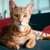 【獣医師監修】アシェラってどんな猫？特徴や性格から飼う前の注意点・価格相場まで徹底解説