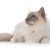 【獣医師監修】バーマンは飼いやすい？猫種の性格や飼う前の注意点・価格相場まで徹底解説