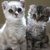 【獣医師監修】モハーベボブってどんな猫？特徴や性格から飼う前の注意点・価格相場まで徹底解説