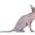 【獣医師監修】ピーターボールドってどんな猫？猫種の性格や飼う前の注意点・価格相場まで徹底解説