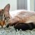 【獣医師監修】オホースアズーレス（オホサスレス）は飼いやすい？猫種の性格や飼う前の注意点・価格相場まで徹底解説