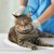 出血を繰り返す猫の足…原因は『皮膚リンパ管の奇形』だった！【獣医師執筆】