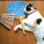 猫の夏場の留守番について｜どんなことに注意すべき？起こりうるトラブルまで【現役獣医が解説】