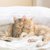 ペットロスの悲しみは猫にも？意外と知らない「同居の動物が亡くなったときの猫の反応」【獣医師執筆】