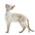 【獣医師監修】カラーポイント・ショートヘアーってどんな猫？特徴や性格から飼う前の注意点・価格相場まで徹底解説