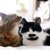 猫2匹は本当に仲良し？研究でわかった「良い関係・悪い関係」の見分け方【獣医師執筆】