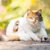 【獣医師監修】ヴァンってどんな猫？特徴や性格から飼う前の注意点・価格相場まで徹底解説
