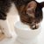 猫の健康寿命は「水」で決まる！疾患予防のための飲水管理の工夫【獣医師執筆】