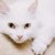 ターキッシュバンは飼いやすい？猫種の性格や飼う前の注意点・価格相場まで徹底解説
