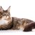 【獣医師監修】メインクーンってどんな猫？特徴や性格から飼う前の注意点・価格相場まで徹底解説