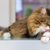猫の毛球症は放っておけない！こんなことに気をつけて【獣医師執筆】