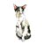 【獣医師監修】セイシェルワってどんな猫？猫種の性格や飼う前の注意点・価格相場まで徹底解説
