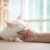 猫ともっと仲良くなれる！研究でわかった「上手な触れ合い方」3つのコツとは？