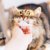 【研究で判明】猫の信頼は「予測可能な飼い主」が育てる！“安定した行動の重要性”を獣医が解説