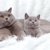 【獣医師監修】ブリティッシュショートヘアってどんな猫？特徴や性格から飼う前の注意点・価格相場まで徹底解説