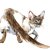 【獣医師監修】ジャバニーズは飼いやすい？猫種の性格や飼う前の注意点・価格相場まで徹底解説