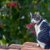 【獣医師監修】アメリカンワイヤーヘアってどんな猫？特徴や性格から飼う前の注意点・価格相場まで徹底解説